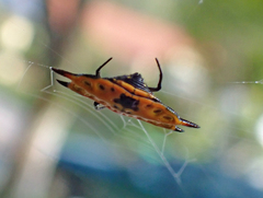 Gasteracantha quadrispinosa