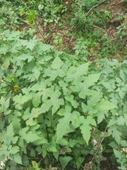 Rubus crataegifolius