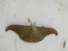 Antheraea lampei