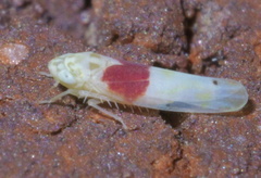 Eratoneura osborni
