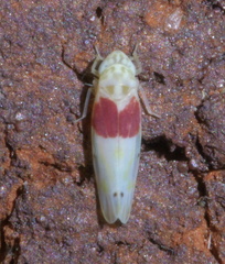 Eratoneura osborni