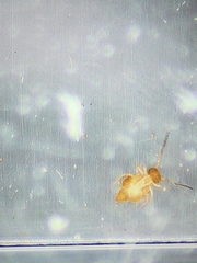Dicyrtomina