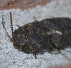 Lacon marmoratus