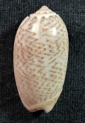 Oliva truncata