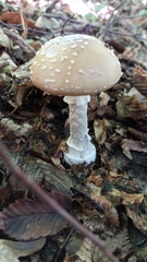 Amanita pantherina
