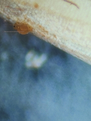 Dicyrtomina
