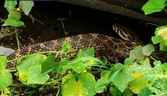 Crotalus polystictus