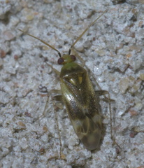 Plagiognathus