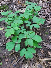 Caulophyllum thalictroides