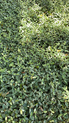 Trachelospermum asiaticum