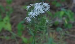 Sericocarpus linifolius
