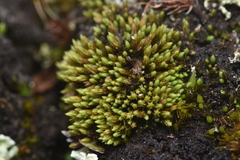 Conostomum tetragonum
