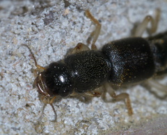 Pinophilus