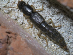 Pinophilus