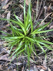 Juncus planifolius