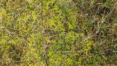 Aulacomnium palustre