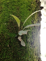 Pleopeltis macrocarpa