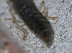 Pinophilus