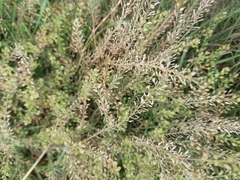 Lepidium ruderale