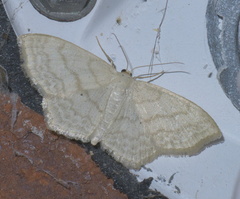 Scopula limboundata