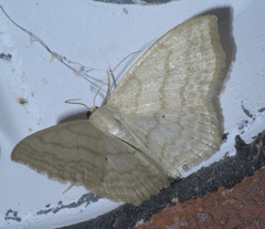 Scopula limboundata