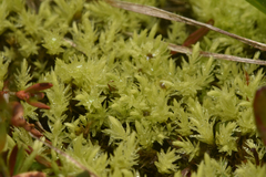 Aulacomnium palustre