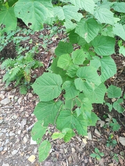 Acer tegmentosum