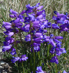 Penstemon hallii