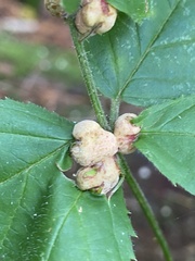 Neolasioptera farinosa