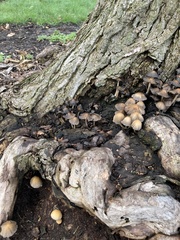 Coprinus
