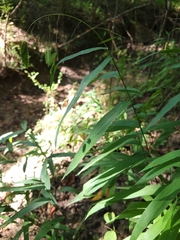 Chasmanthium latifolium