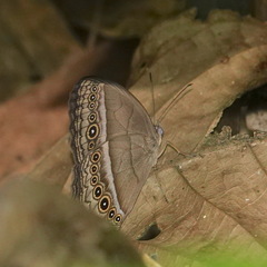 Mycalesis orseis
