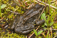 Rana luteiventris