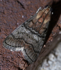 Pococera maritimalis