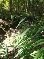 Chasmanthium latifolium