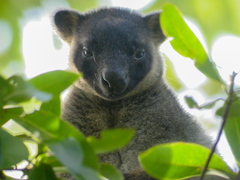 Dendrolagus lumholtzi