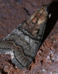 Pococera maritimalis
