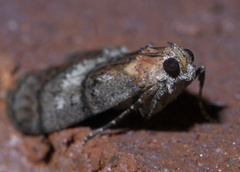Pococera maritimalis