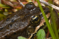 Rana luteiventris