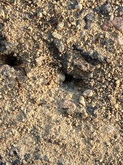 Tetramorium caespitum