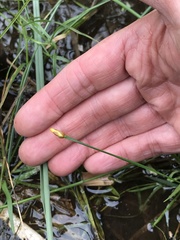 Xyris montana