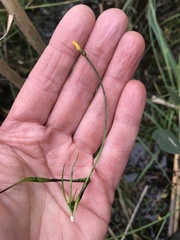Xyris montana