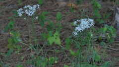 Sericocarpus linifolius