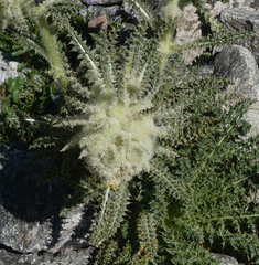 Cirsium funkiae