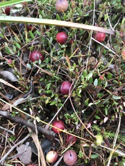 Vaccinium oxycoccos