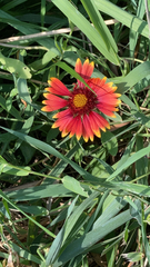 Gaillardia pulchella