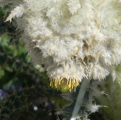 Cirsium funkiae