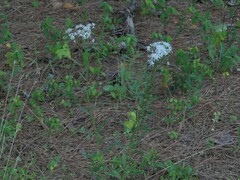 Sericocarpus linifolius
