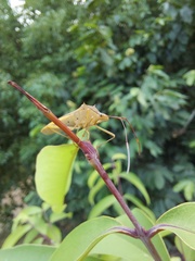 Paradasynus spinosus