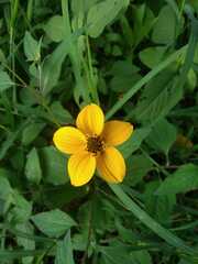 Sclerocarpus uniserialis